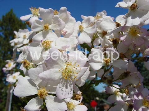 rose, multiflora